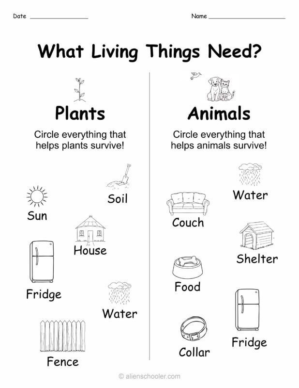 Circle what plants and animals need to survive — kindergarten science worksheet with two columns.